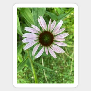 Pale Coneflower Sticker